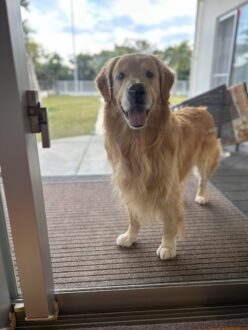 暮らしながらでも叶う、ペットに優しいコーティング