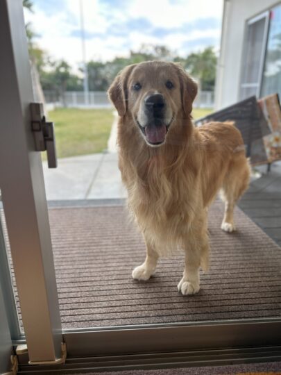 暮らしながらでも叶う、ペットに優しいコーティング